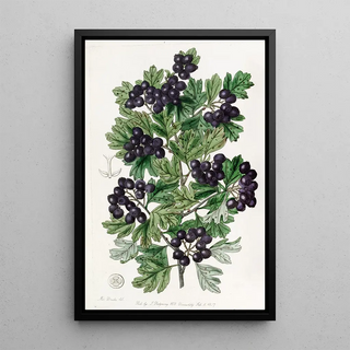 Sydenham Edwards - Hairyleaved Black Hawthorn.webp