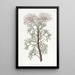 Isopogon eleganter - Sydenham Edwards — gerahmtes Bild an der Wand