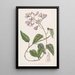 Solanum à pétales crochus - Sydenham Edwards — gerahmtes Bild an der Wand