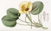 Limnocharis de Humboldt - Sydenham Edwards — Ansicht des Kunstwerks
