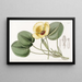 Limnocharis de Humboldt - Sydenham Edwards — gerahmtes Bild an der Wand