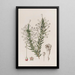 Fabiana imbricata - Sydenham Edwards — gerahmtes Bild an der Wand