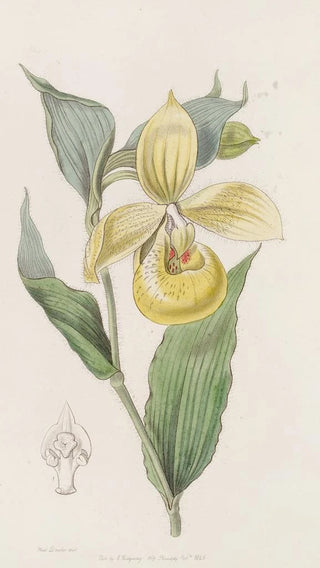 Sydenham Edwards - Irapean Ladys Slipper or Pelican flower.webp