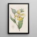 Sabot de Vénus irapéan ou fleur pélican - Sydenham Edwards — gerahmtes Bild an der Wand