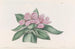 Tradescantia iridescente - Sydenham Edwards — Ansicht des Kunstwerks