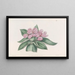 Tradescantia iridescente - Sydenham Edwards — gerahmtes Bild an der Wand