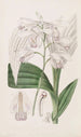 Bletia japonaise - Sydenham Edwards — Ansicht des Kunstwerks