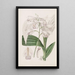 Bletia japonaise - Sydenham Edwards — gerahmtes Bild an der Wand