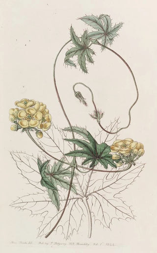 Sydenham Edwards - Jatrophaleaved Stigmaphyllon.webp