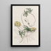Stigmaphyllon à feuilles de Jatropha - Sydenham Edwards — gerahmtes Bild an der Wand