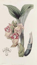 Acanthophippium javanais - Sydenham Edwards — Ansicht des Kunstwerks