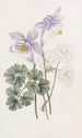 Colombine joyeuse - Sydenham Edwards — Ansicht des Kunstwerks