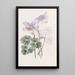 Colombine joyeuse - Sydenham Edwards — gerahmtes Bild an der Wand