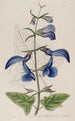Mexikanische Salbei mit großen blauen Blumen - Sydenham Edwards — Ansicht des Kunstwerks
