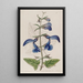 Mexikanische Salbei mit großen blauen Blumen - Sydenham Edwards — gerahmtes Bild an der Wand