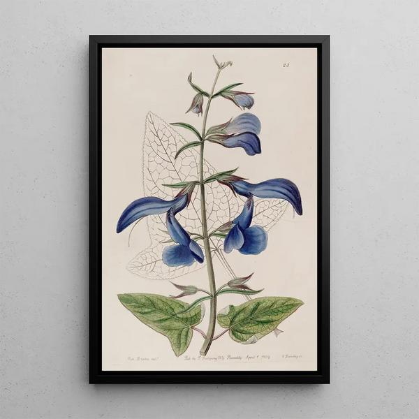 Sydenham Edwards - Large Blue Mexican Sage.webp