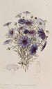 Marguerite Schwan mit großen Blumen - Sydenham Edwards — Ansicht des Kunstwerks