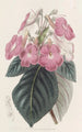 Achimènes à grandes fleurs - Sydenham Edwards — Ansicht des Kunstwerks