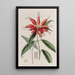 Blushwort à grandes fleurs - Sydenham Edwards — gerahmtes Bild an der Wand
