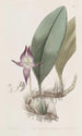 Bulbophyllum à grandes fleurs - Sydenham Edwards — Ansicht des Kunstwerks