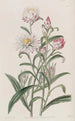 Hélichrysum à grandes fleurs - Sydenham Edwards — Ansicht des Kunstwerks