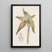 Lycaste à grandes fleurs - Sydenham Edwards — gerahmtes Bild an der Wand