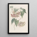 Philibertia à grandes fleurs - Sydenham Edwards — gerahmtes Bild an der Wand