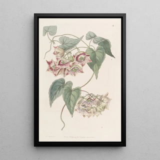 Sydenham Edwards - Largeflowered Philibertia.webp