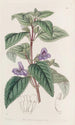 Wingpoint à grandes fleurs - Sydenham Edwards — Ansicht des Kunstwerks
