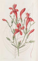 Ruellia à grandes feuilles - Sydenham Edwards — Ansicht des Kunstwerks
