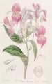Balsamine à grandes lèvres - Sydenham Edwards — Ansicht des Kunstwerks