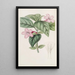 Ruellia à fleurs lilas - Sydenham Edwards — gerahmtes Bild an der Wand