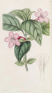 Ruellia à fleurs lilas - Sydenham Edwards — Ansicht des Kunstwerks