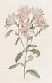 Alstroemeria rayée - Sydenham Edwards — Ansicht des Kunstwerks