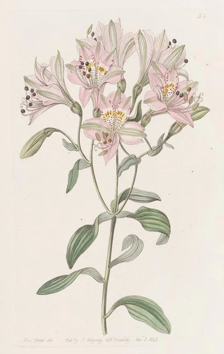 Sydenham Edwards - Lined Alstraemeria.webp