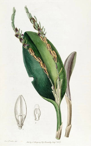 Sydenham Edwards - Lizardheaded Pleurothallis.webp