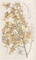 Oncidium à longues feuilles - Sydenham Edwards — Ansicht des Kunstwerks