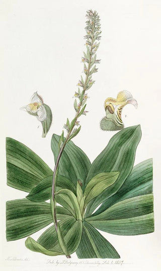 Sydenham Edwards - Longbracted Ladys Traces.webp