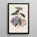 Achimènes à longues fleurs - Sydenham Edwards — gerahmtes Bild an der Wand
