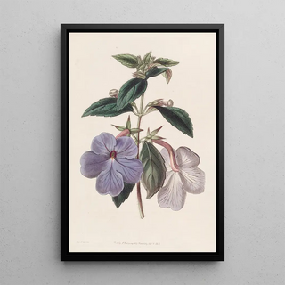 Sydenham Edwards - Longflowered Achimenes.webp