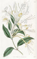 Chèvrefeuille à longues fleurs - Sydenham Edwards — Ansicht des Kunstwerks