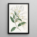 Chèvrefeuille à longues fleurs - Sydenham Edwards — gerahmtes Bild an der Wand