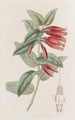 Macleania à longues fleurs - Sydenham Edwards — Ansicht des Kunstwerks