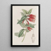 Macleania à longues fleurs - Sydenham Edwards — gerahmtes Bild an der Wand