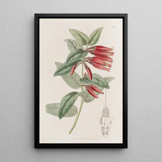 Sydenham Edwards - Longflowered Macleania.webp