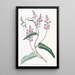 Kennedya à une feuille, variété à longues grappes - Sydenham Edwards — gerahmtes Bild an der Wand