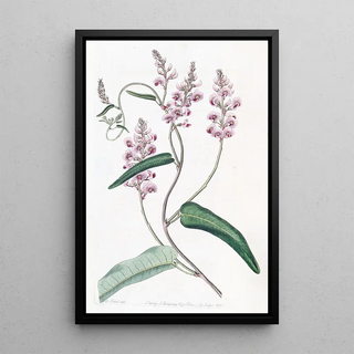 Sydenham Edwards - Longracemed variety of the Oneleaved Kennedya.webp