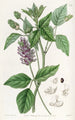 Psoralea à longs épis - Sydenham Edwards — Ansicht des Kunstwerks