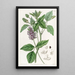 Psoralea à longs épis - Sydenham Edwards — gerahmtes Bild an der Wand
