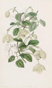 Klematis virginis de Majorque à longues tiges - Sydenham Edwards — Ansicht des Kunstwerks